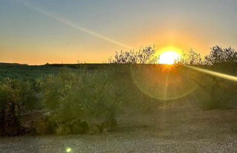Casa Caraza. Un olivar con vistas al castillo de Juego de Tronos - Foto 28