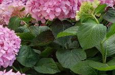 Holiday House Fantasy With Pool - Foto 73