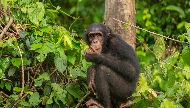 1 Day Ngamba Island Chimpanzee Sanctuary Entebbe - Foto 3