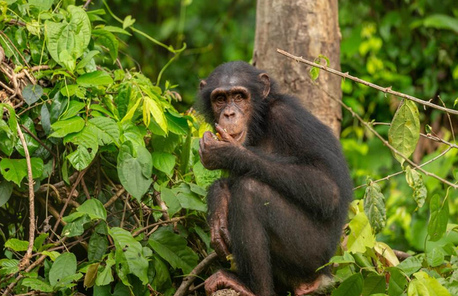 1 Day Ngamba Island Chimpanzee Sanctuary Entebbe - Foto 3