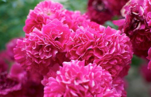 Agriturismo La Pieve - Foto 25