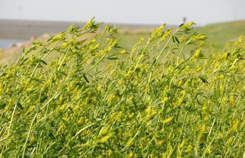 Altes Pastorenhus - Land und Meer - Foto 65