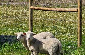 Quinta Marinhais para férias no Ribatejo - Foto 25