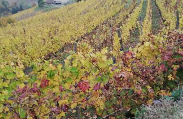 La Giribaldina Winery & Farmhouse - Foto 71