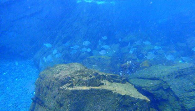Formations rocheuses au fond du Pacifique