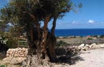 Baia Cofano Home - Foto 21