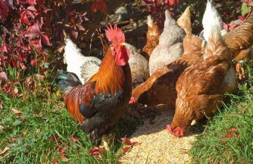 Huberhof App Gala - Foto 28