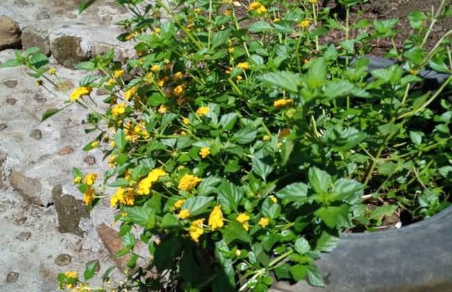 Berkey's Jungle Paradise - Photo 79