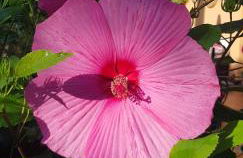 Villa Lidia - Foto 3