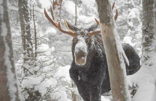 Alaskan Bohemian - Photo 20