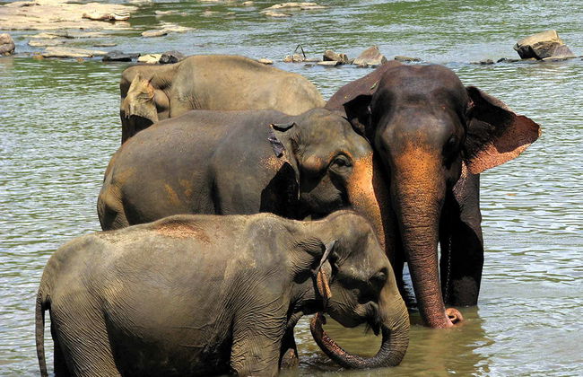 Visitez l'Orphelinat des Éléphants de Pinnawala - Excursion d'une Journée - Photo 5