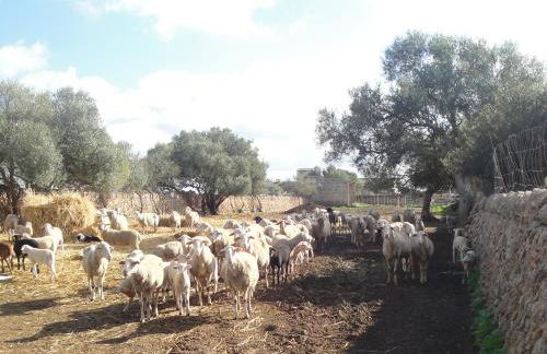 Agroturisme Son Llado - Photo 58