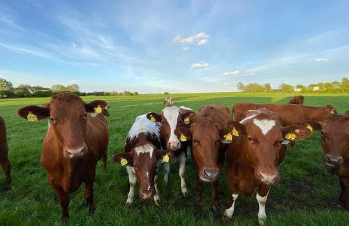 Ferienwohnungen Kapitänskajüte & Ausguck - Foto 21