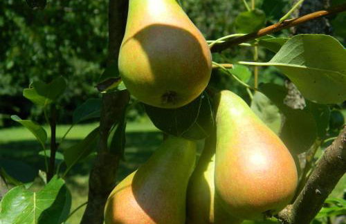 Agriturismo Cascina Pezzolo - Foto 94