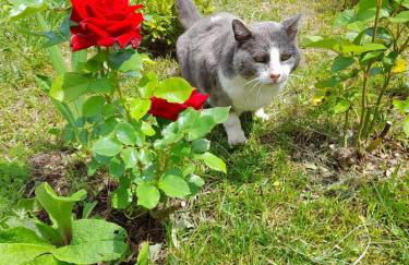 Pêssego - AL - Foto 22