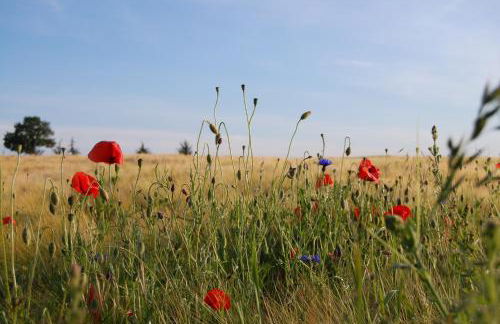 Le Mas d'en Haut - Photo 11