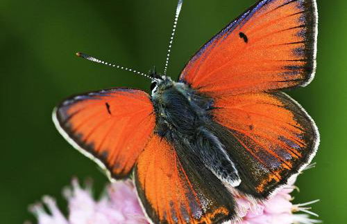Ferienwohnung Zimmermann - Foto 42