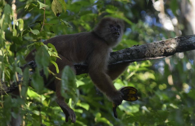 Monkey Island Amazon Adventure - Photo 5