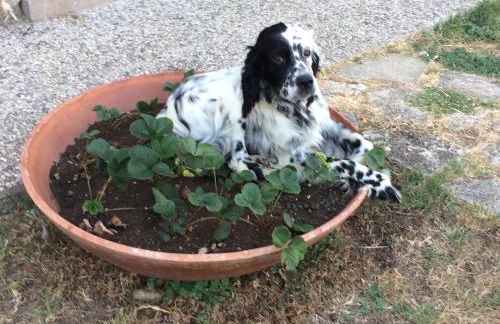 Casetta Tartuchino - Foto 44