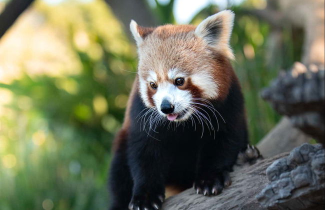 Australia Zoo Entrance Ticket - Photo 6