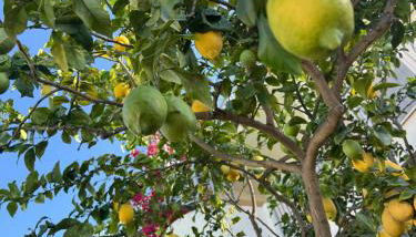 Apartment Napitia Hills - Foto 4, Garden