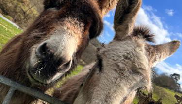 Cwm Farm Cwtch - Photo 4