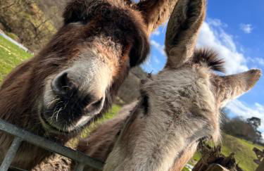 Cwm Farm Cwtch - Photo 4