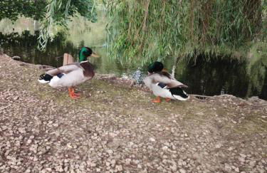 Mimi&Cosy, appartement vue mer à Six-Fours-les-plages - Foto 40