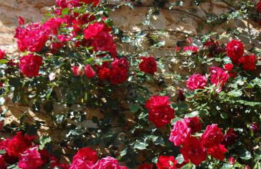 Agroturismo Sa Vinya d'en Palerm - Foto 71