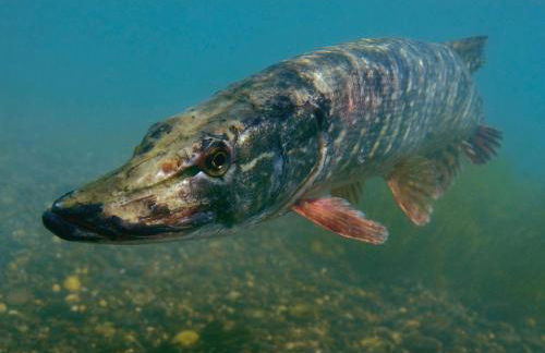 Chalet Loire proche Sancerre - Foto 35