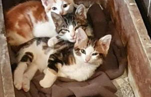 Gîte Le Bois Clairet - Foto 27