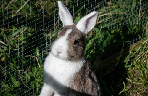 Ferienwohnungen zum Nigglhof - Photo 27