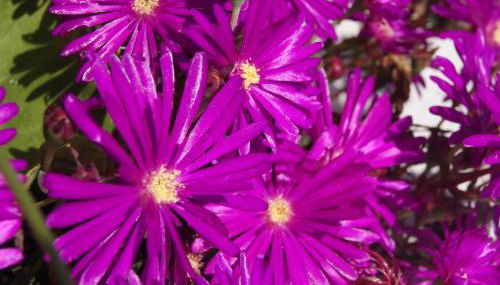 Flor de Laranjeira - Foto 4