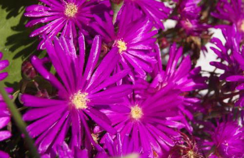 Flor de Laranjeira - Foto 4