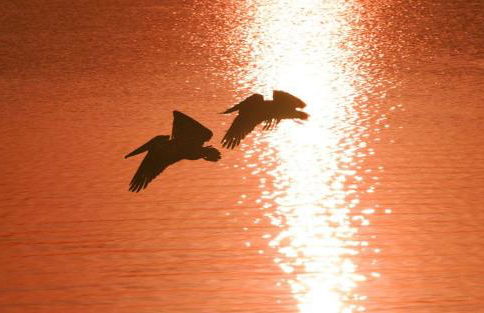 Sun Plaza West Unit 110 - Foto 47