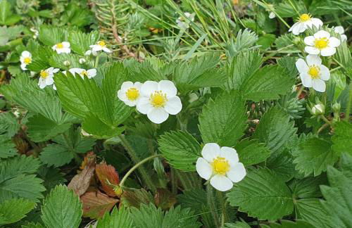 Ferienwohnung Luft und Erde - Foto 22