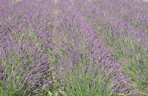 DOMAINE D'ELUSA - Photo 61