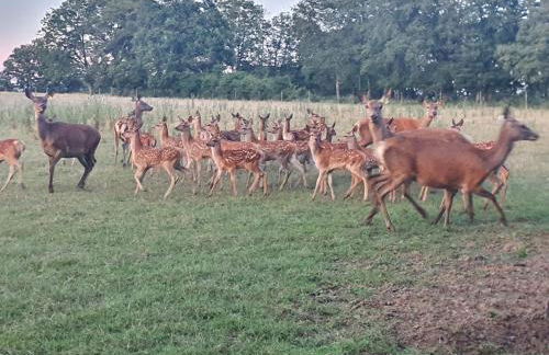 Gîte Le Bois Clairet - Foto 21