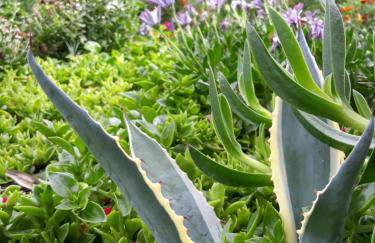 Olive Garden Villas and Apartments - Foto 74