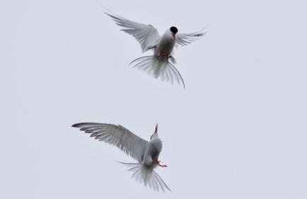 NORDSEE Bauernhof Familie Wulff FeWo "Südfall" - Foto 29