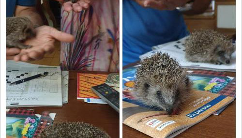 Casa dos Ouriços - Foto 2