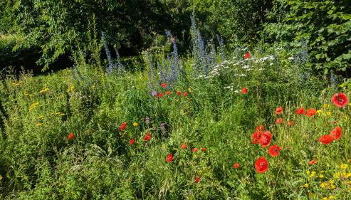 Ferienhaus Möller 4 Personen Waldeck Edersee - Foto 2, Garden, Garden view