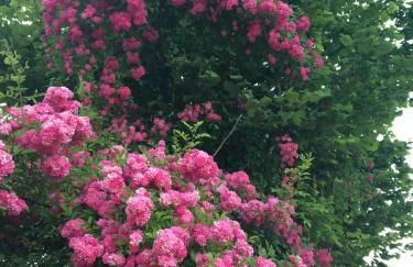 Stella Del Mare Privato - Foto 35