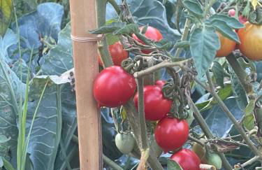 Leon Morto - Foto 38