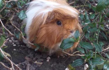 The LITTLE HOUSE in HULL - Foto 18