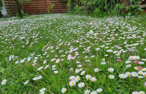 Domek de Janauis - Foto 36