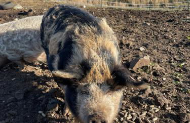 Sea View Cabin - Foto 31