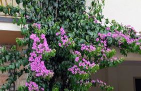 Lake Garda Renovated Apartment - Foto 1