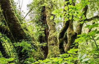 Puddleduck Valley - Dog Friendly - Foto 73