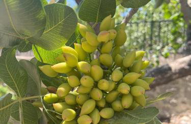 Villa Eleni Aegina - Foto 9